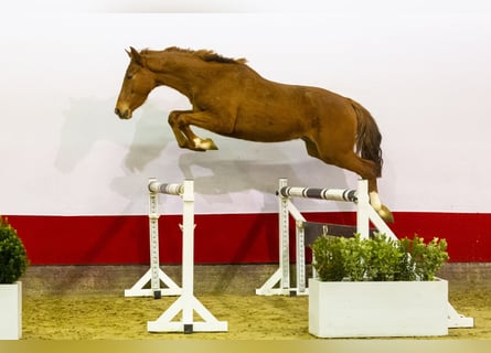 Anglo European Studbook, Stallion, 3 years, 15,2 hh, Chestnut-Red