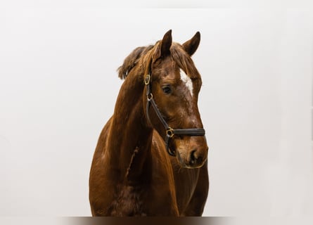 Anglo European Studbook, Stallion, 3 years, 15,2 hh, Chestnut