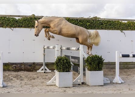 Anglo European Studbook, Stallion, 3 years, 15.2 hh, Palomino
