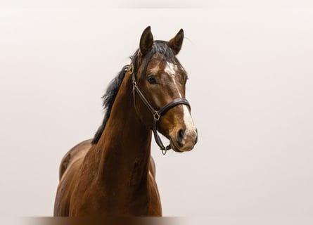 Anglo European Studbook, Stallion, 3 years, 15,3 hh, Brown