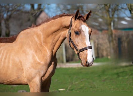 Anglo European Studbook, Stallion, 3 years, 15,3 hh, Chestnut-Red