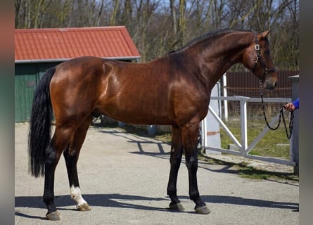 Anglo European Studbook, Stallion, 3 years, 16.1 hh, Brown