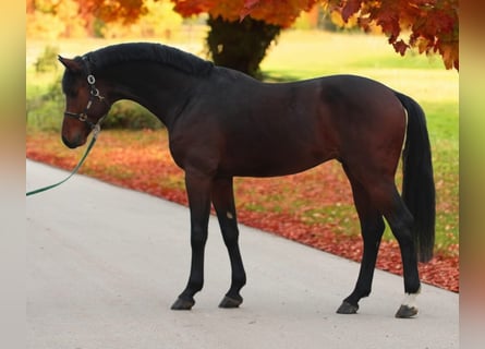 Anglo European Studbook, Stallion, 3 years, 16,2 hh, Brown