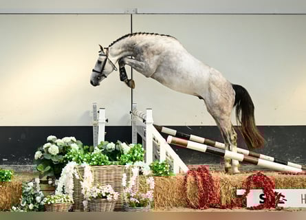 Anglo European Studbook, Stallion, 3 years, 16 hh, Gray