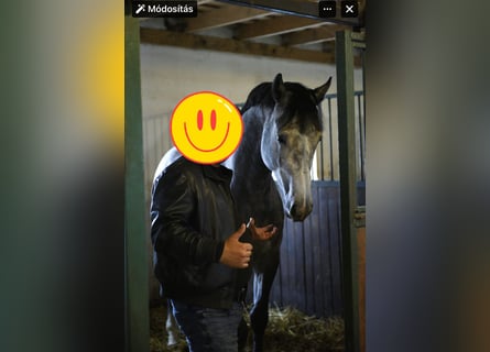 Anglo European Studbook, Stallion, 3 years, 16,2 hh, Grey