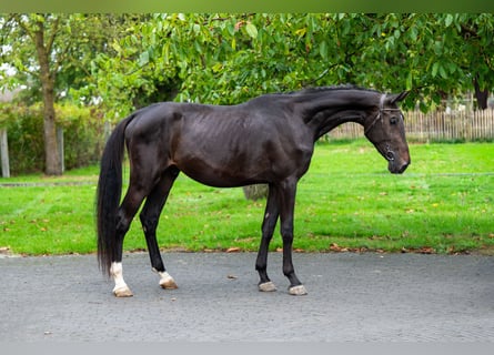 Anglo European Studbook, Stallion, 3 years, 16,2 hh, Smoky-Black