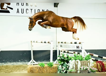 Anglo European Studbook, Stallion, 3 years, 16,3 hh, Chestnut-Red