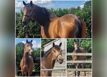 Anglo European Studbook, Stallion, 3 years, Buckskin