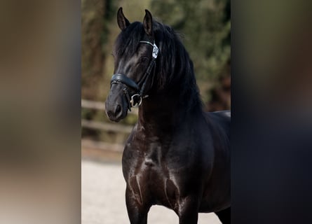 Anglo European Studbook Mix, Stallion, 4 years, 15.3 hh, Black