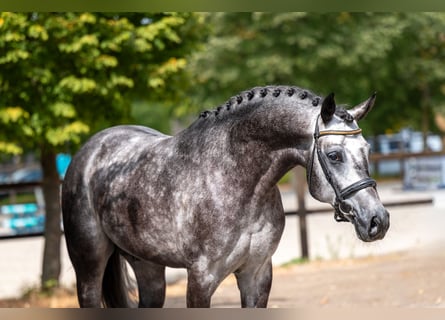 Anglo European Studbook, Stallion, 4 years, 15.3 hh, Grey