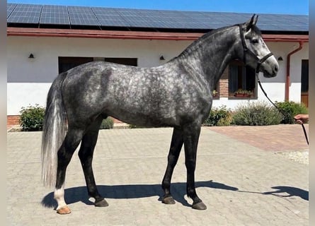 Anglo European Studbook, Stallion, 4 years, 16,2 hh, Grey