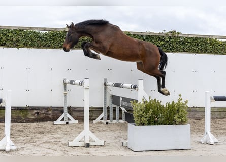 Anglo European Studbook, Stallion, 5 years, 16.1 hh, Brown