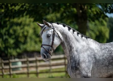 Anglo European Studbook, Stallion, 6 years, 16.2 hh, Gray