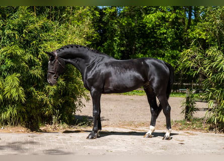 Anglo European Studbook, Stallion, 6 years, 17 hh, Smoky-Black