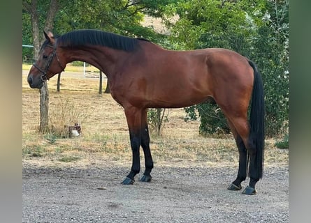 Anglo European Studbook, Stallion, 7 years, 16.2 hh, Brown