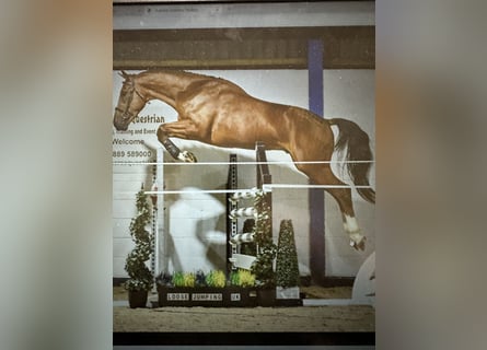 Anglo European Studbook, Stallion, 8 years, 16,2 hh, Brown