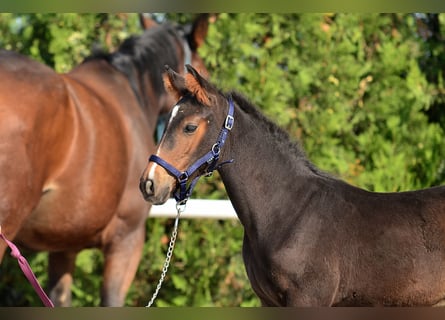 Anglo European Studbook, Stallion, Foal (07/2023), 16 hh, Bay-Dark