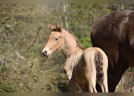 Anglo European Studbook, Stallion, Foal (04/2026), 16 hh, Pearl