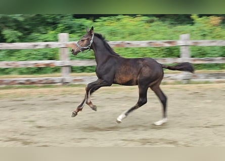 Anglo European Studbook, Stallion, Foal (04/2026), Bay-Dark