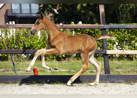 Anglo European Studbook, Stallion, Foal (06/2025), Brown-Light