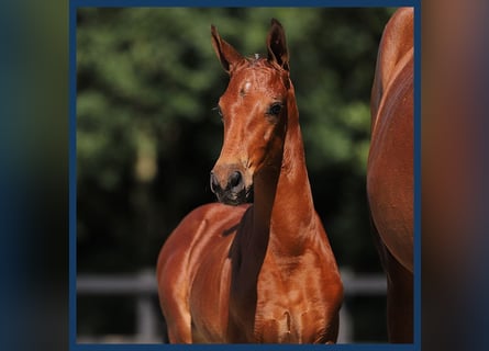 Anglo European Studbook, Stallion, Foal (01/2024), Brown