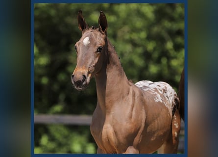 Anglo European Studbook, Stallion, Foal (01/2024), Brown