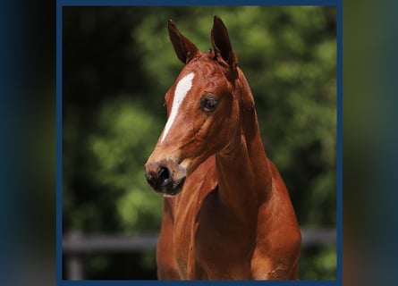 Anglo European Studbook, Stallion, Foal (01/2024), Brown