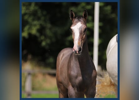 Anglo European Studbook, Stallion, Foal (01/2024), Brown