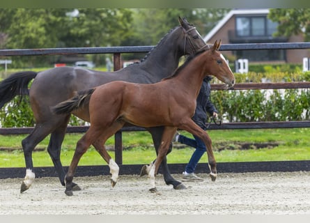 Anglo European Studbook, Stallion, Foal (04/2025), Brown