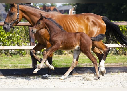 Anglo European Studbook, Stallion, Foal (06/2025), Brown