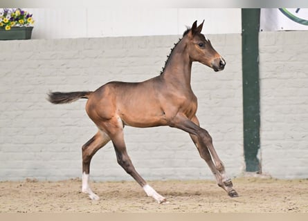 Anglo European Studbook, Stallion, Foal (07/2026), Brown