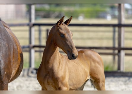 Anglo European Studbook, Stallion, Foal (05/2026), Brown