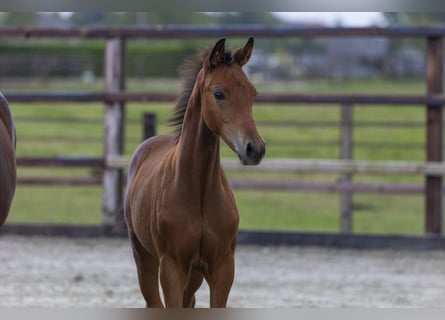 Anglo European Studbook, Stallion, Foal (06/2025), Brown