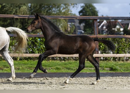 Anglo European Studbook, Stallion, Foal (05/2025), Brown