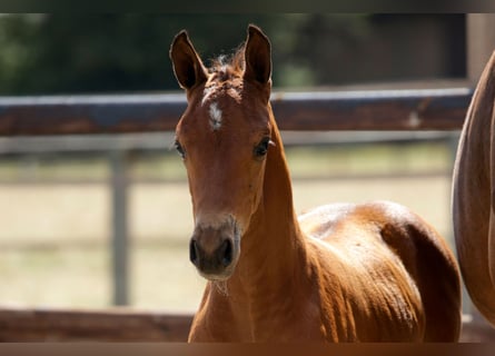 Anglo European Studbook, Stallion, Foal (07/2026), Brown