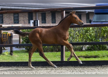 Anglo European Studbook, Stallion, Foal (06/2025), Brown