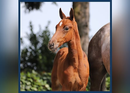 Anglo European Studbook, Stallion, Foal (07/2024), Chestnut-Red