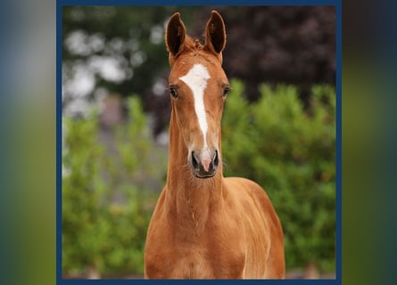 Anglo European Studbook, Stallion, Foal (01/2024), Chestnut-Red