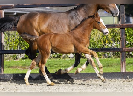 Anglo European Studbook, Stallion, Foal (04/2025), Chestnut-Red