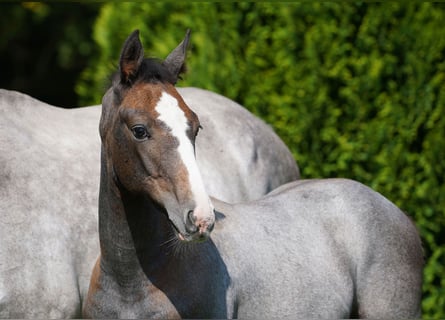 Anglo European Studbook, Stallion, Foal (05/2024), Gray