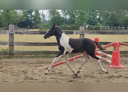Anglo European Studbook, Stallion, Foal (04/2026), Pinto