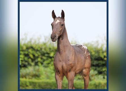 Anglo European Studbook, Stallion, Foal (07/2024)