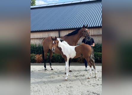 Anglo European Studbook, Stallion, Foal (05/2025)