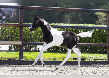 Anglo European Studbook, Stallion, Foal (05/2025)