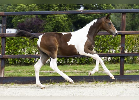 Anglo European Studbook, Stallion, Foal (02/2025)