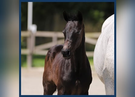 Anglo European Studbook, Stallion, Foal (05/2024), Smoky-Black