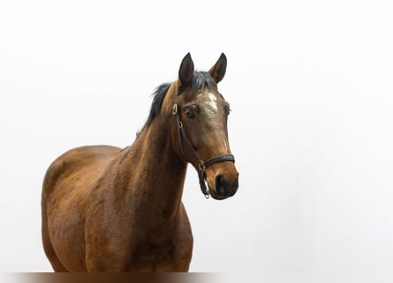 Anglo European Studbook, Stute, 3 Jahre, 161 cm