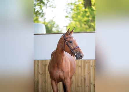 Anglo European Studbook, Stute, 4 Jahre, 165 cm, Brauner