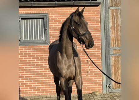 Anglo European Studbook, Stute, 4 Jahre, 168 cm, Schwarzbrauner