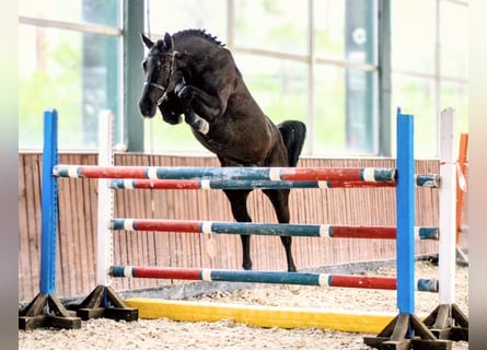 Anglo European Studbook, Stute, 5 Jahre, 168 cm, Rappe